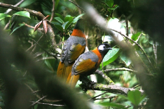 Vườn Quốc gia Chư Yang Sin