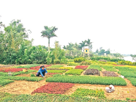 Làng hoa Vị Khê