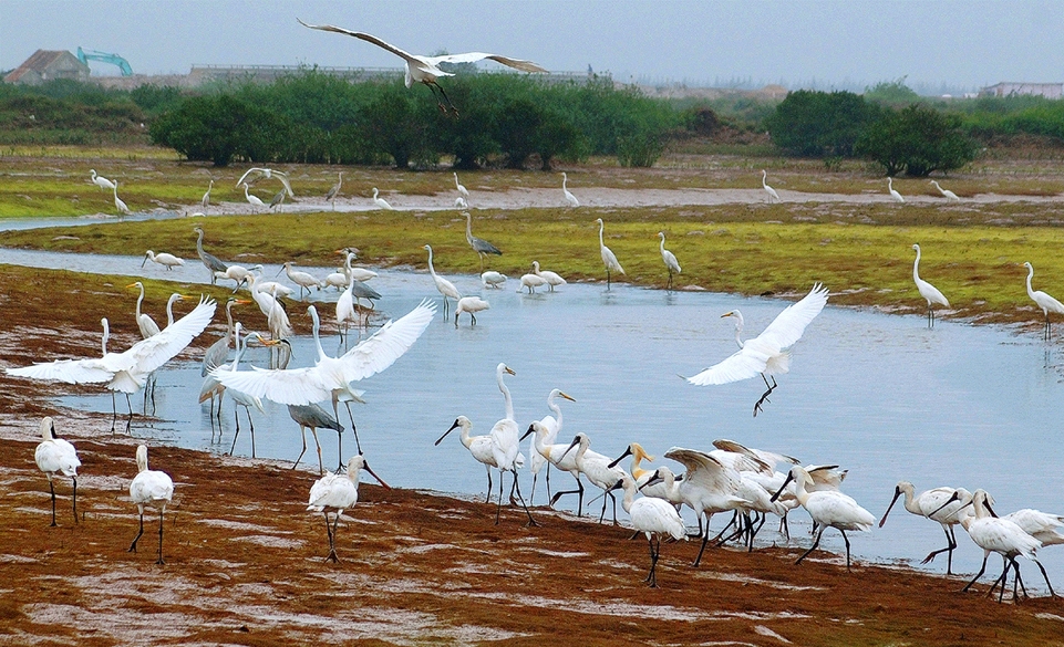 Vườn chim lớn nhất Việt Nam ở Nam Định