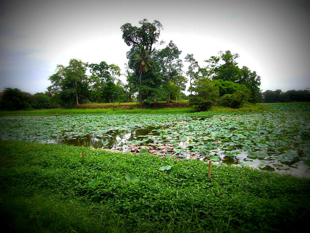 Hồ Tịnh Tâm