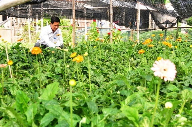 Làng hoa Phú Mậu Huế