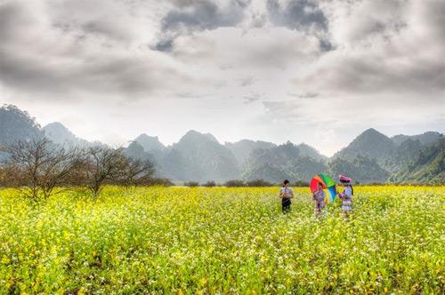 Làng hoa Phú Mậu Huế