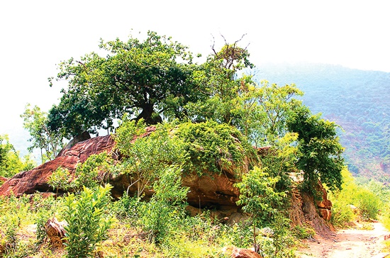 chiến khu Đồng Bò